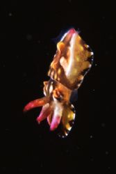 Newly hatched Flamboyant Cuttlefish. Only a few cms long by Richard Smith 